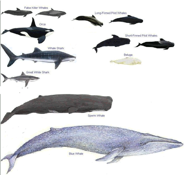 Comparative Size of Whales