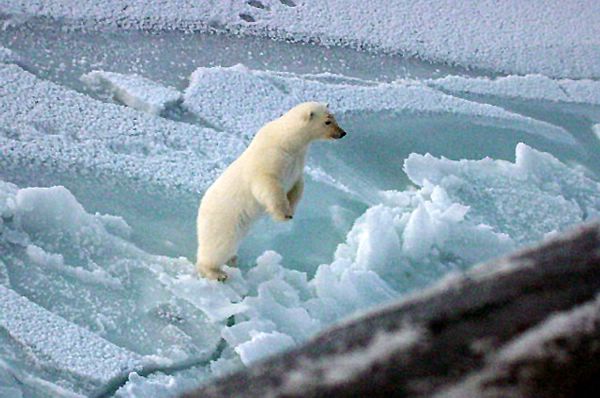 polar bears submarine